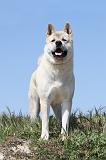 AKITA AMERICAIN 082